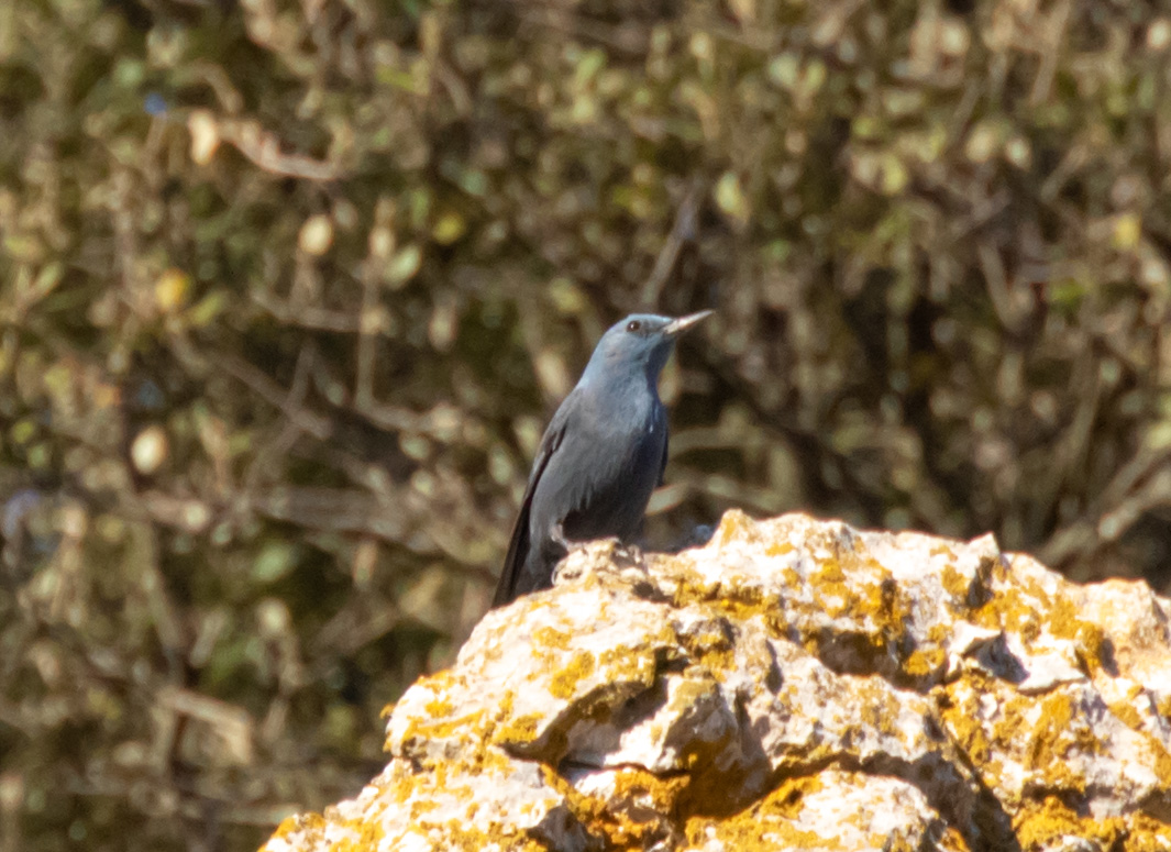 Miniature